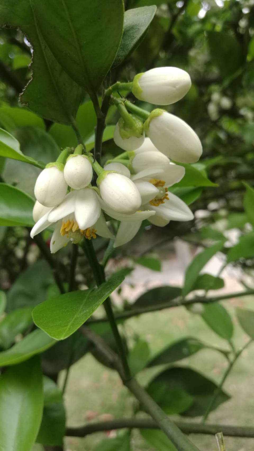 推荐遇见橘子花开