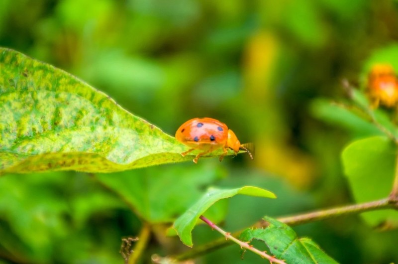 春:淑气催黄鸟,晴光转绿苹;夏:荷风送香气,竹露滴清响;秋:露从今夜白
