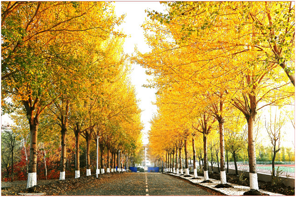 1602764494_0639_15320.png 图片 56.png