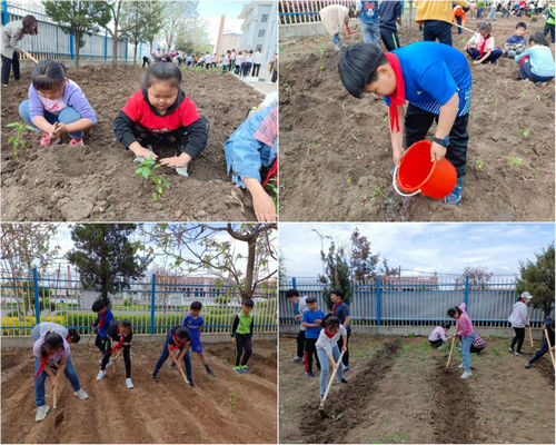 还可以增强基地的示范作用,以种植代替绿化,使之成为朝阳川小学校园
