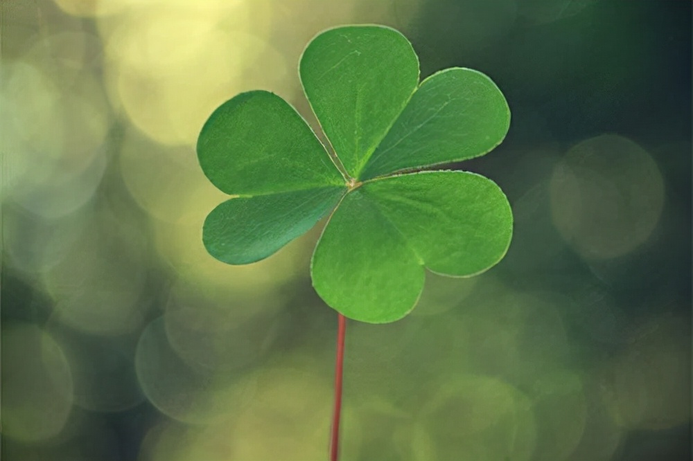 四叶草是一种幸运草.