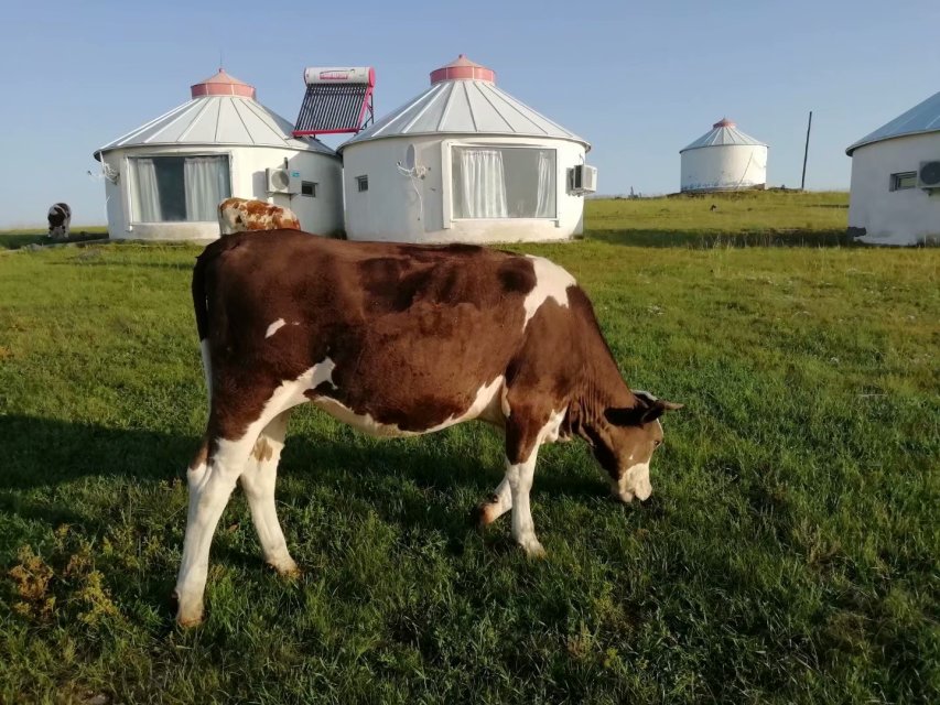 蒙古包奶牛.jpg
