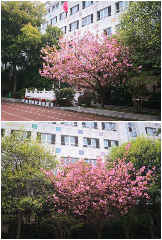 2.樱花盛开.jpg