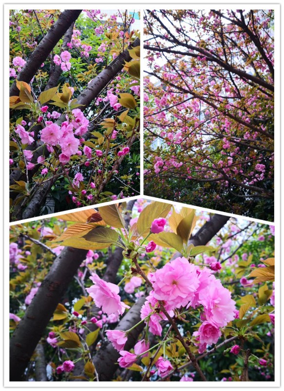 3.满树繁花.jpg