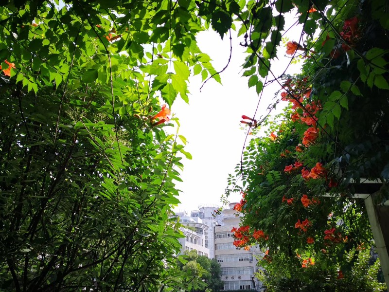 6.透过初夏的花儿叶儿，远望浅色教学楼、科技楼与天空.jpg