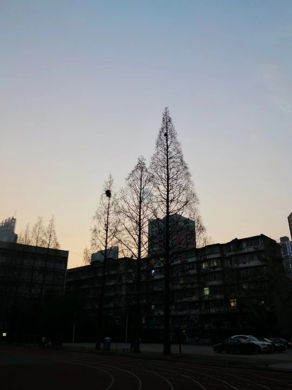 10.冬树上的鸟巢.jpg