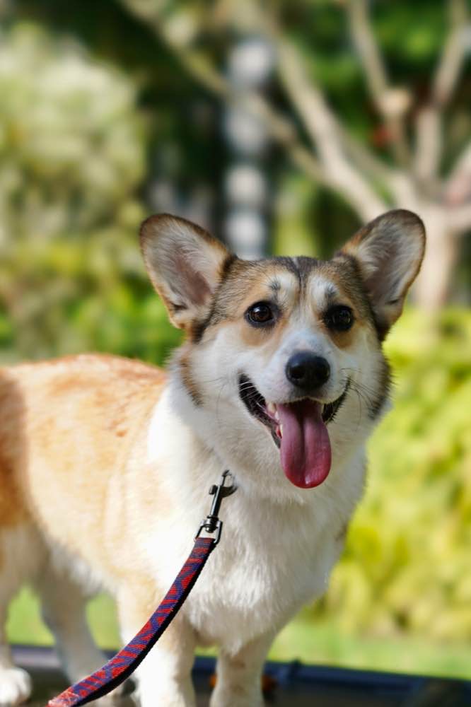 我的萌宠朋友-柯基米粒